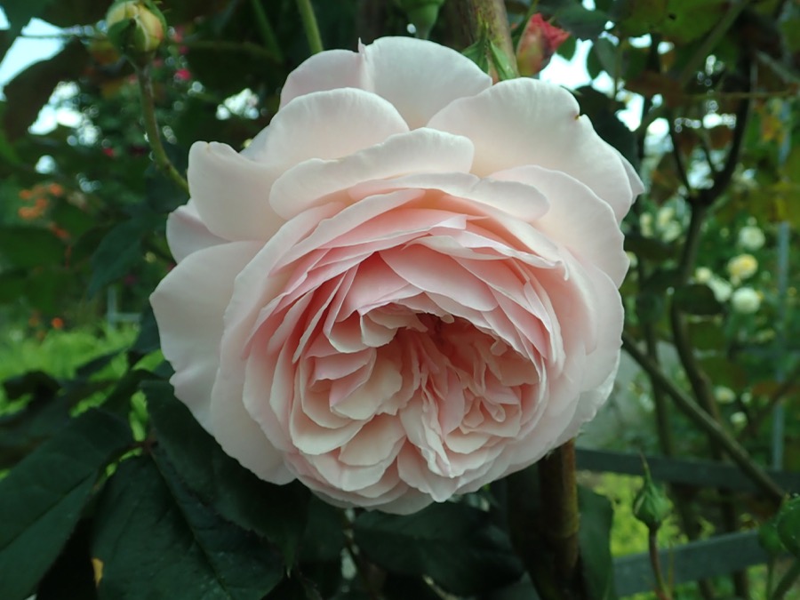 A Shropshire Lad