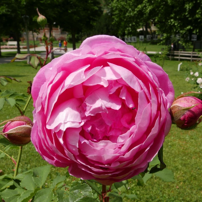 Alan Titchmarsh