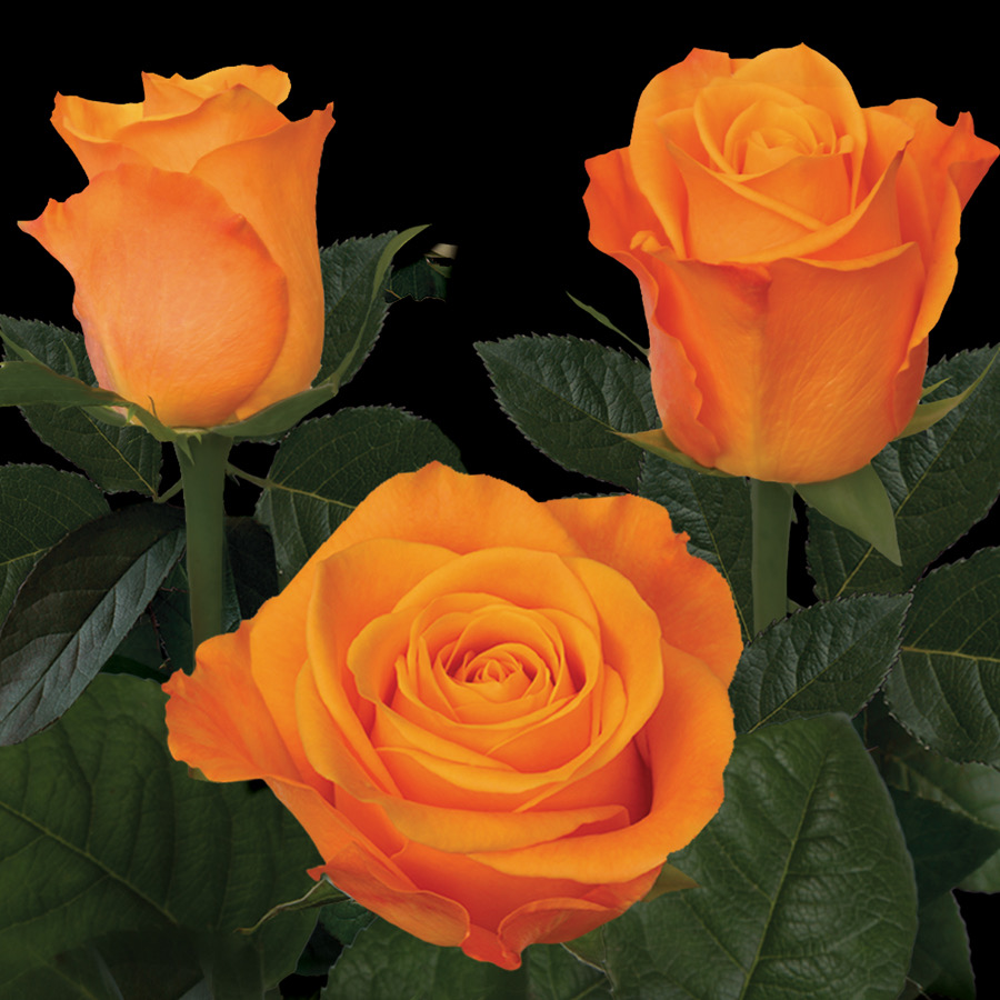 Aloha (срезочна, Kordes Cut Roses)