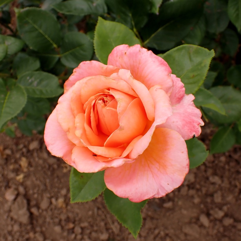 Amour de Molène