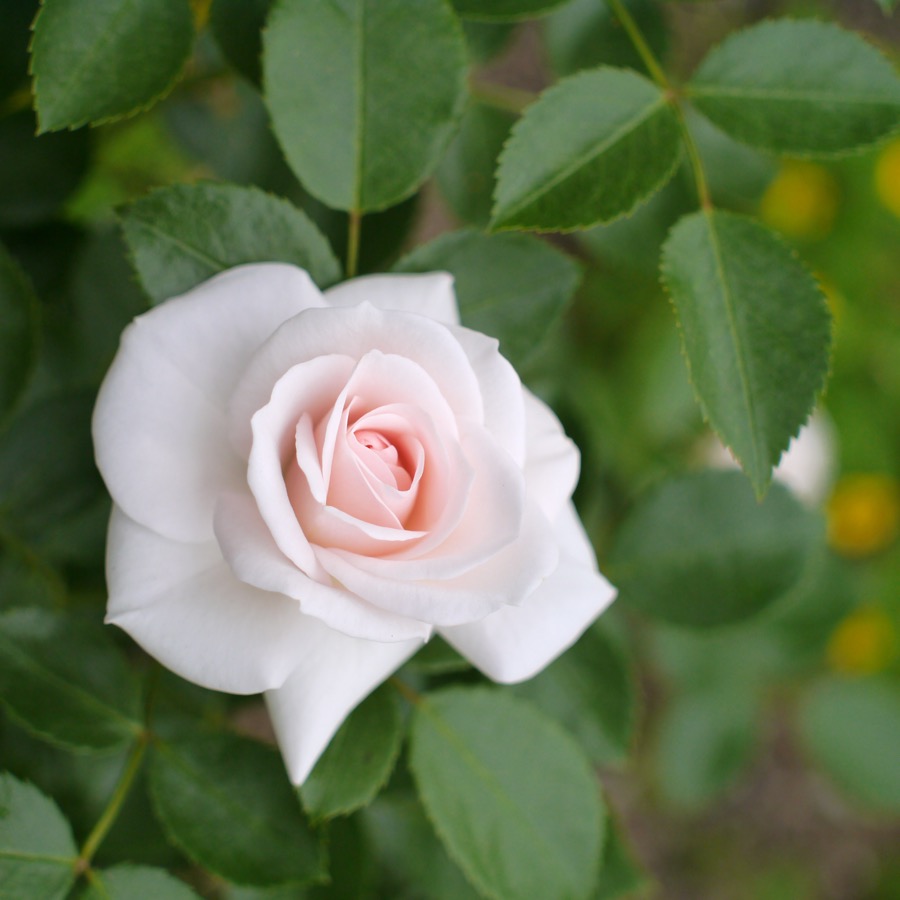 Aspirin Rose