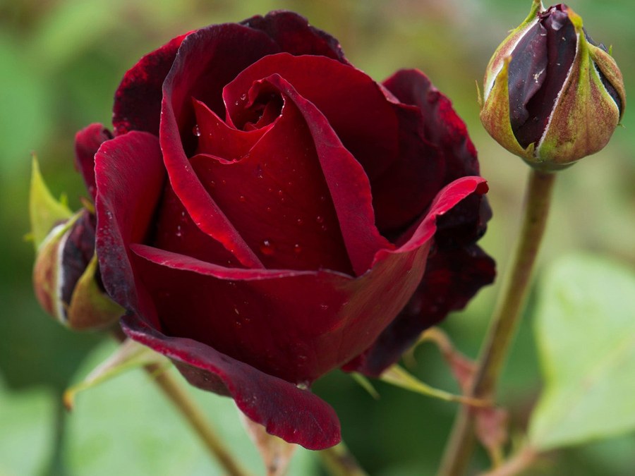 Black Beauty