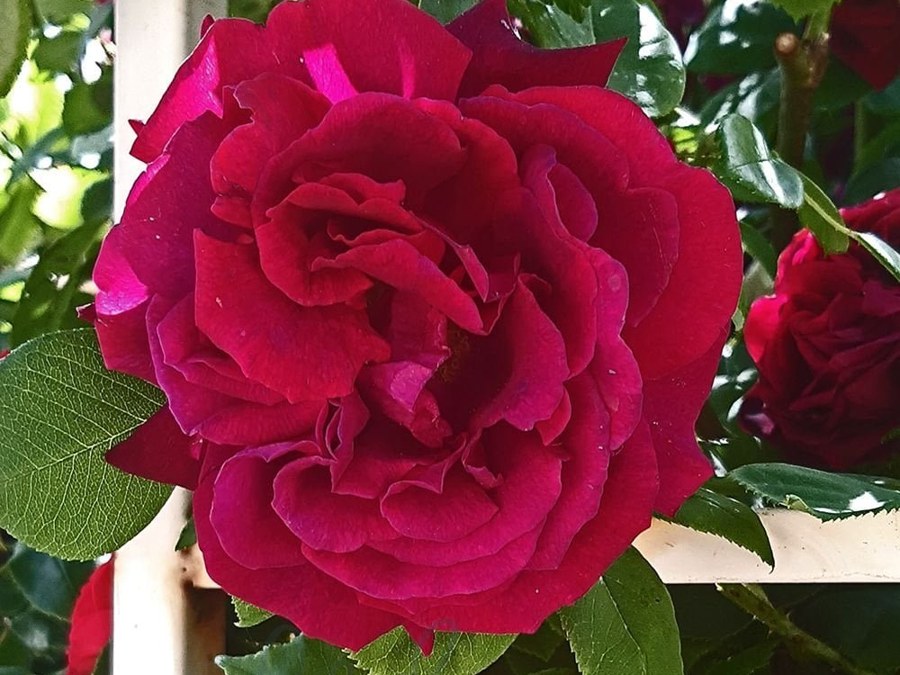 Black Prince