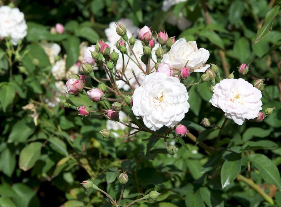 Blush Noisette