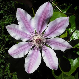 клематис Etoile Violette