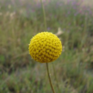 краспедія