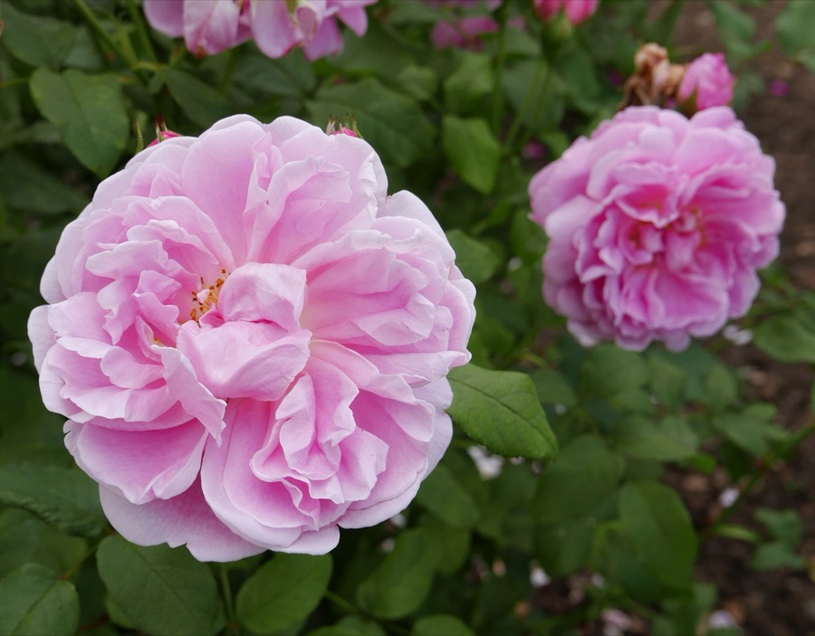 The Cottage Rose