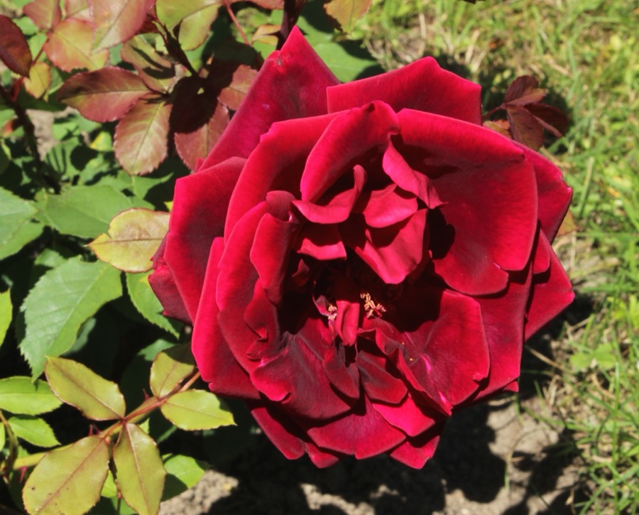 Crimson Glory