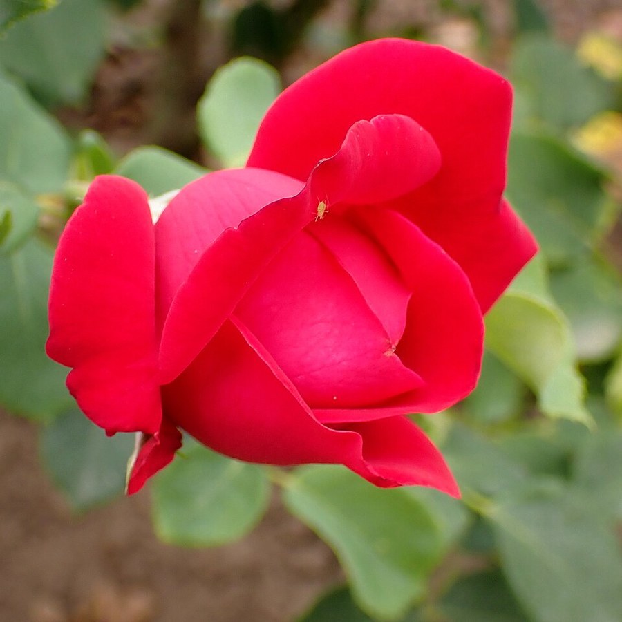 Dame de Cœur