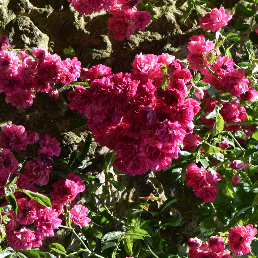 Excelsa