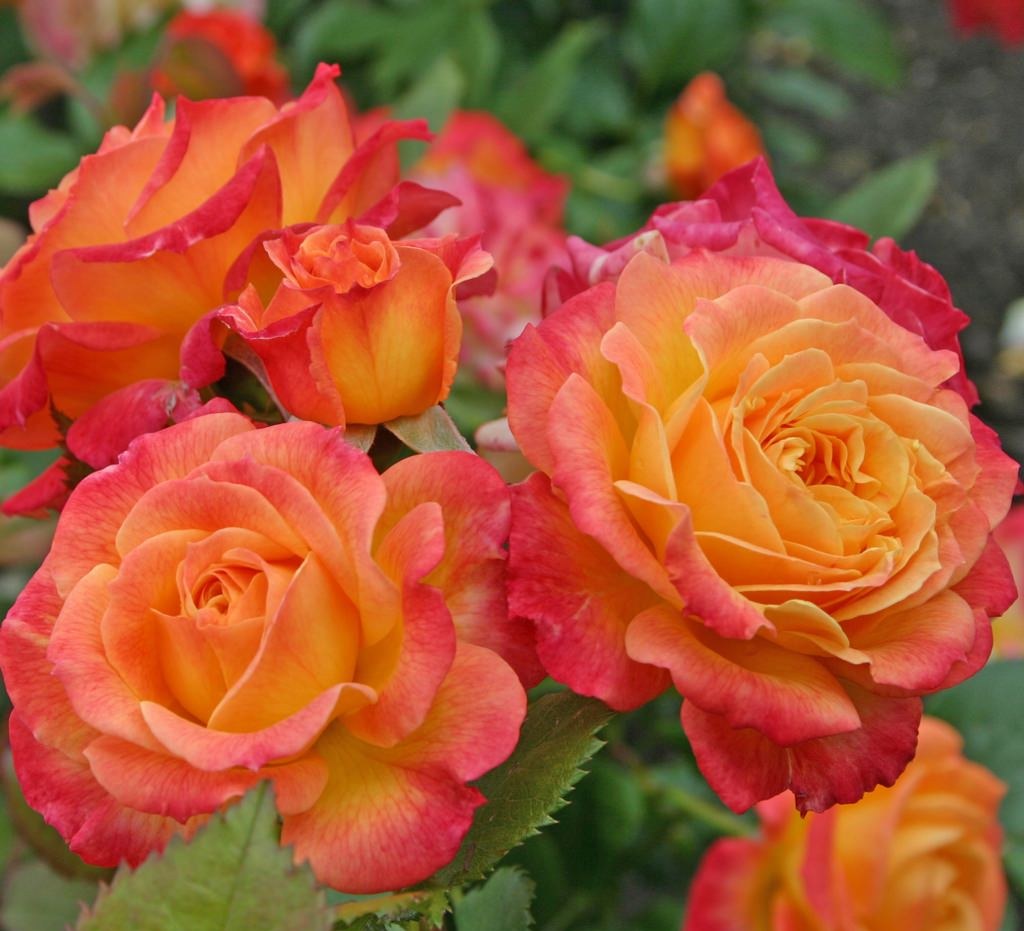 Gartenspaß