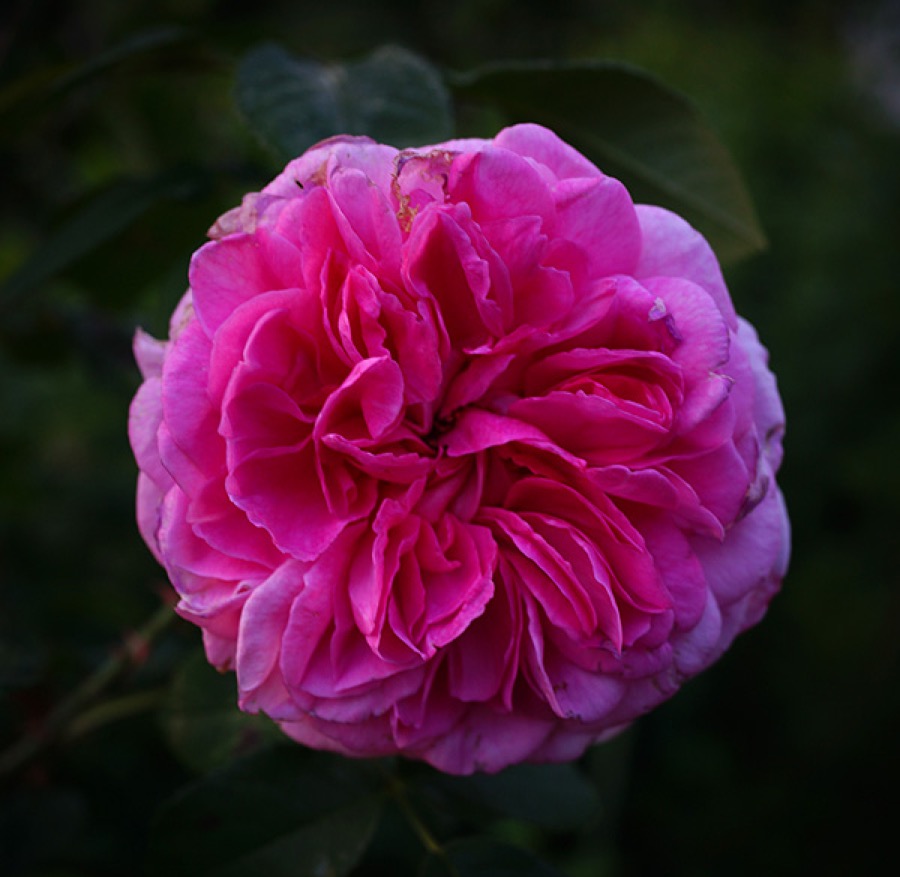 Gertrude Jekyll
