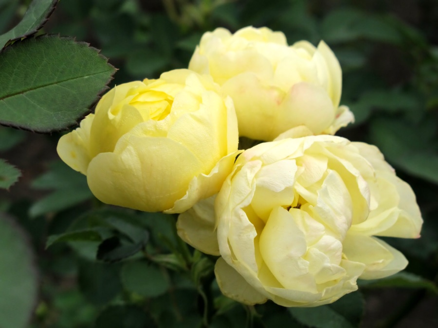 Golden Border