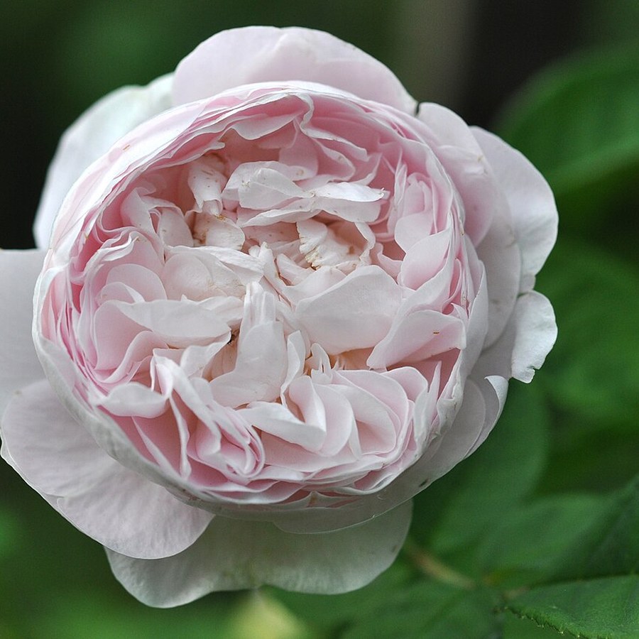 Great Maiden's Blush