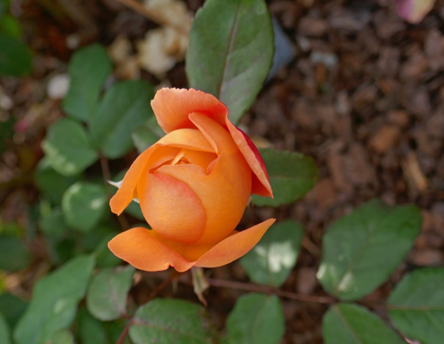 Lady Emma Hamilton