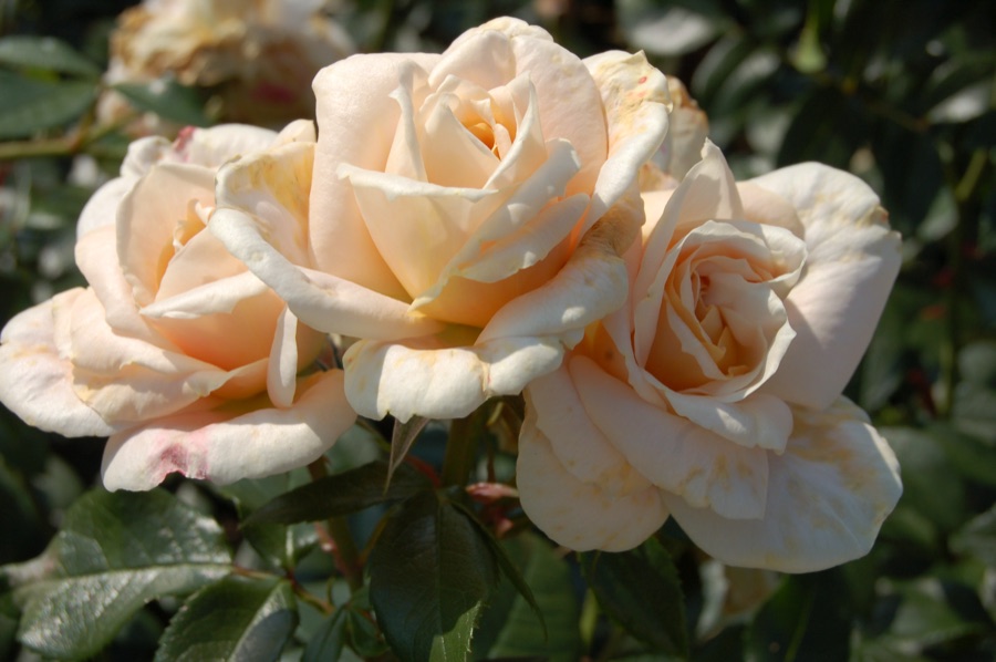 Lions-Rose