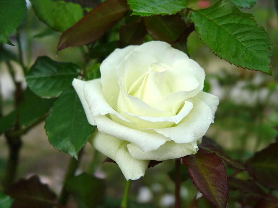 Lovely Green