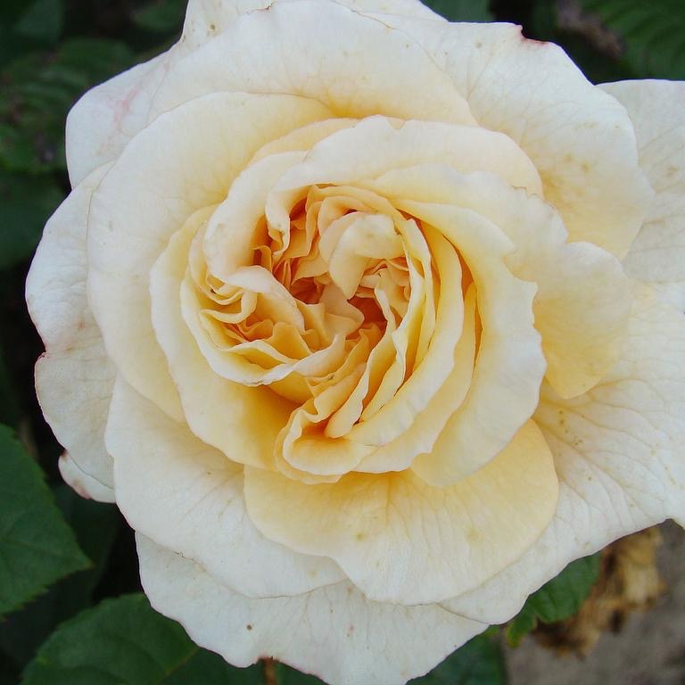 Miss Fine