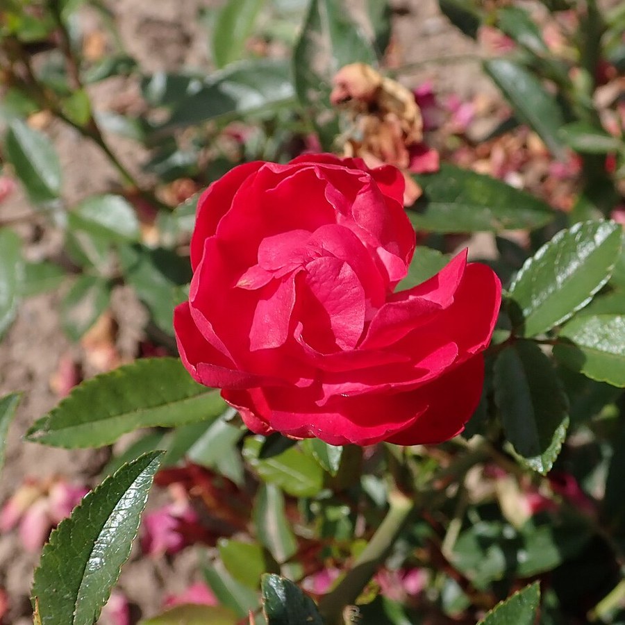 Morsdag Red / Морсдаг Ред