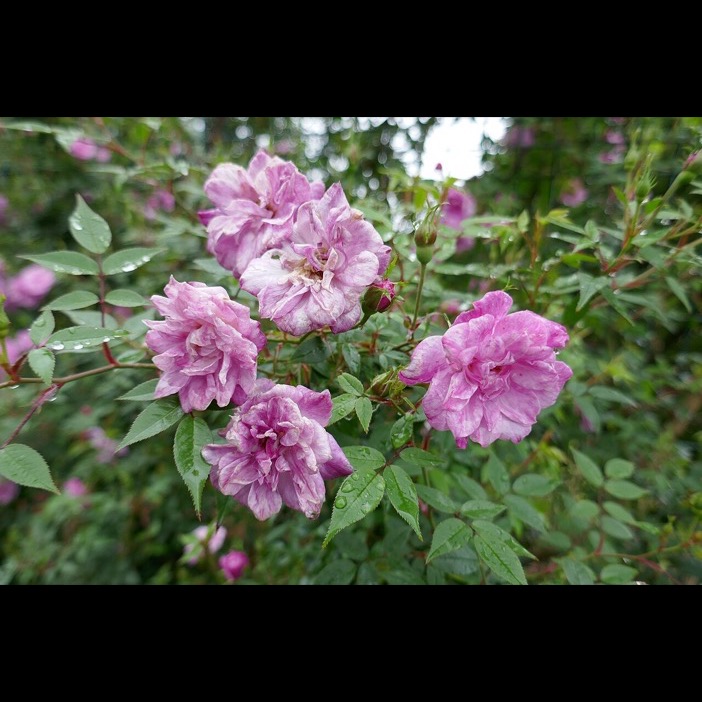 Old Blush