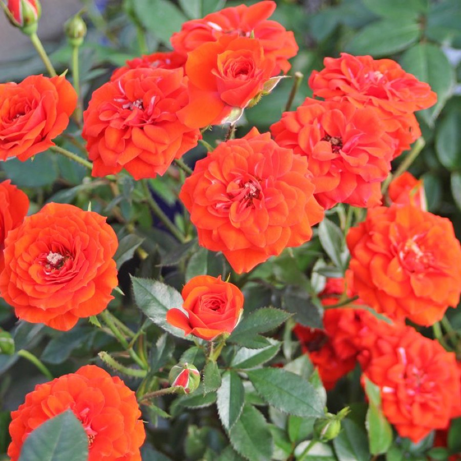 Orange Babyflor / Orange Baby / Оранж Бебі