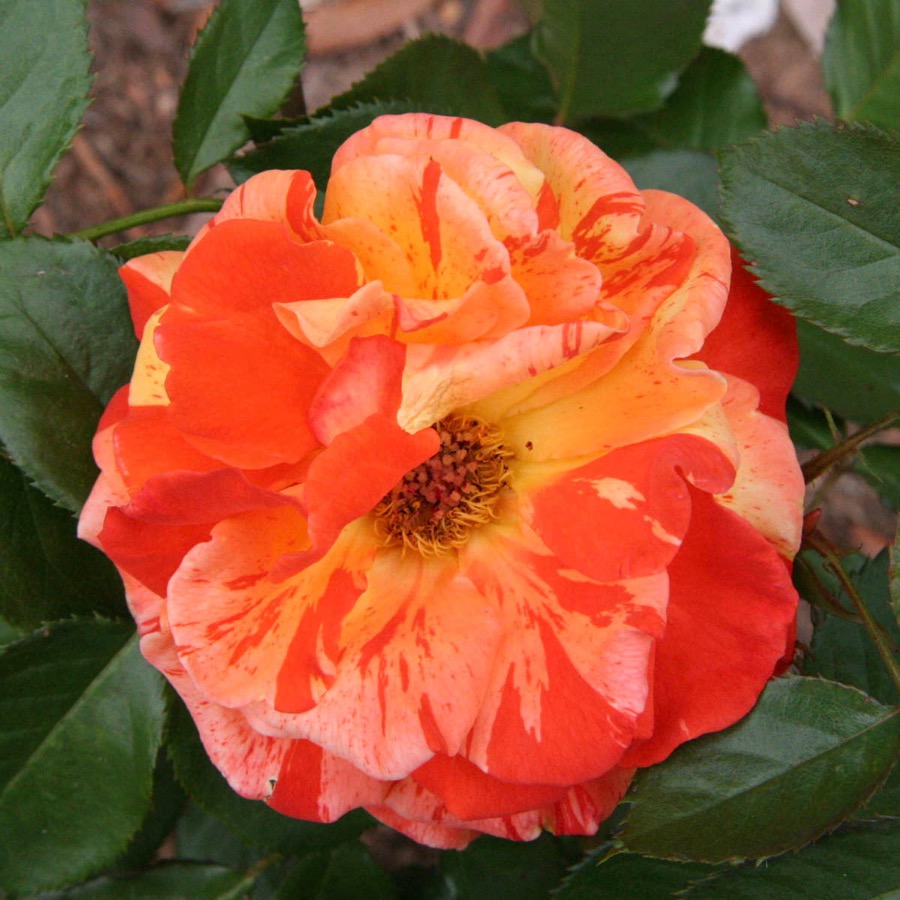 Papagena