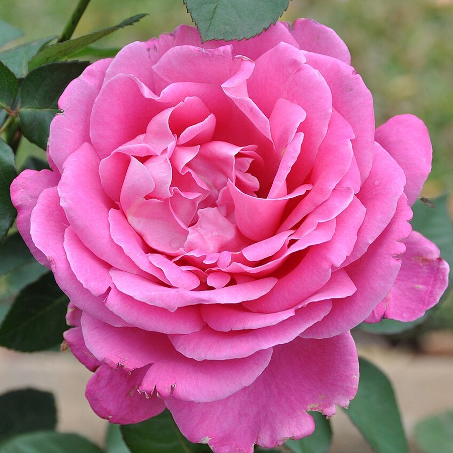 Pink Peace / Пінк Піс