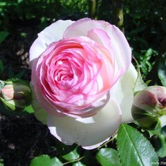 Pierre de Ronsard