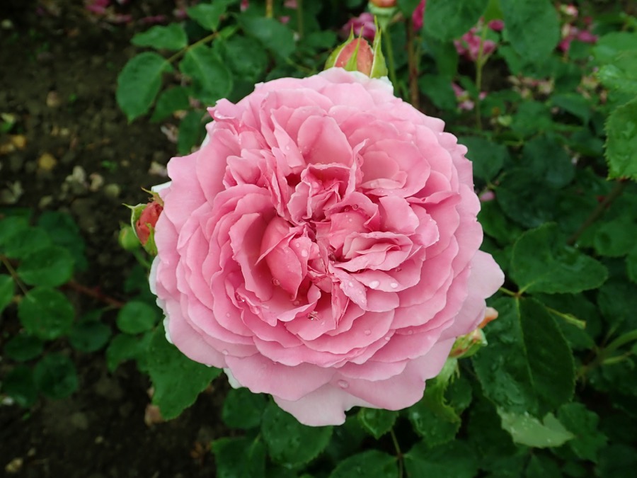 Princess Alexandra of Kent