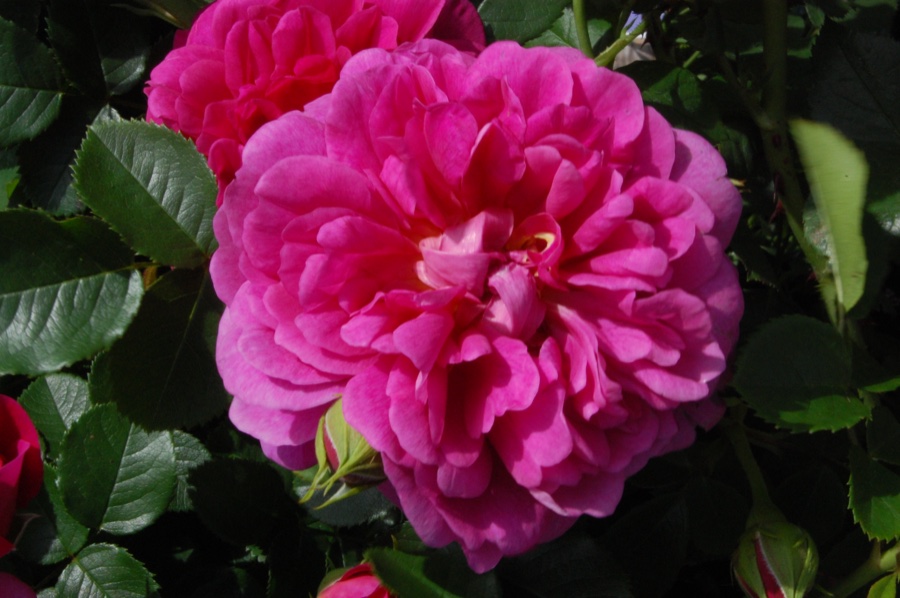 Princess Anne