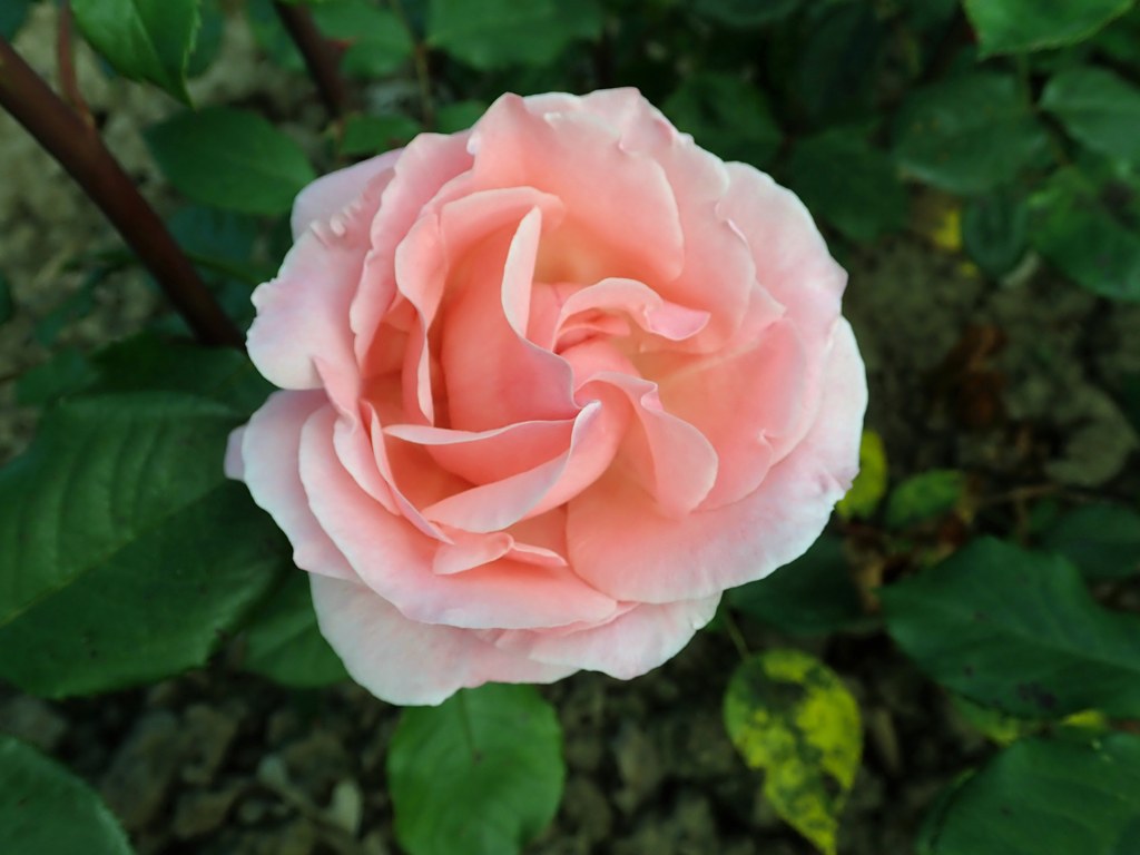 Queen Elizabeth