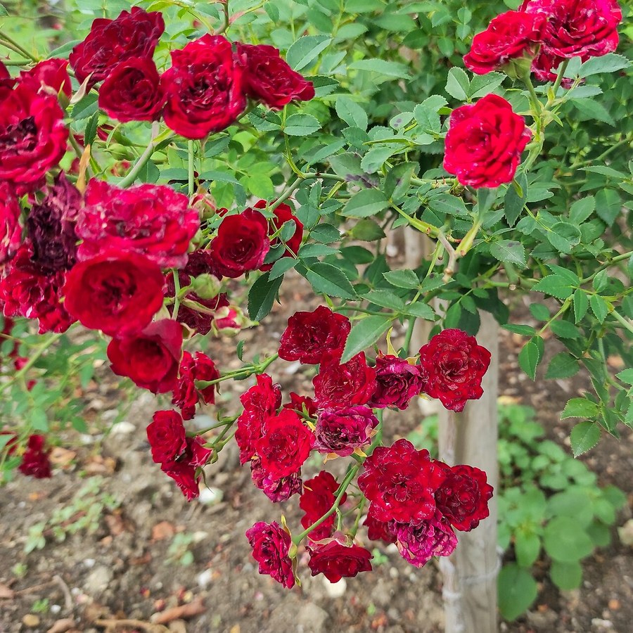Red Cascade