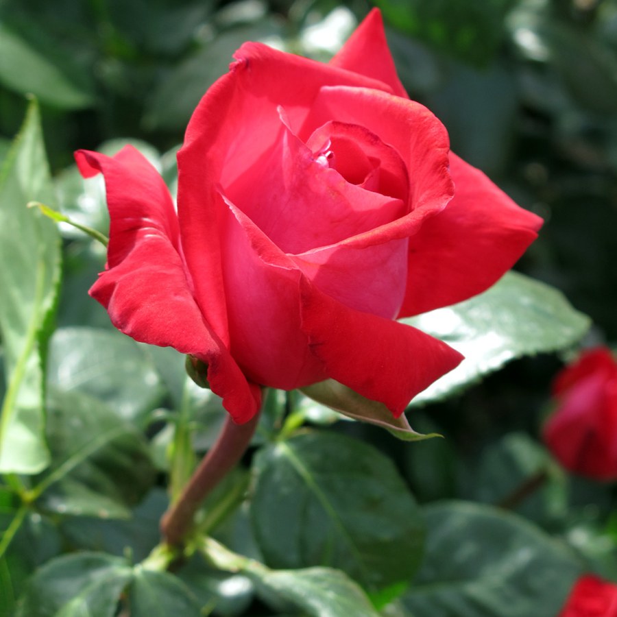 Red Devil