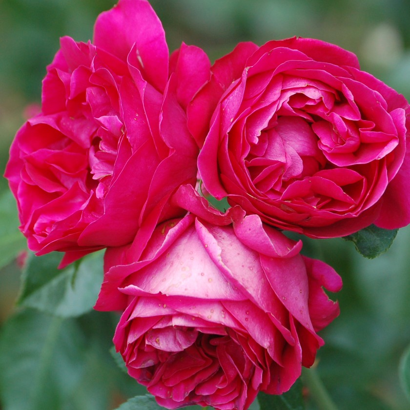 Red Eden