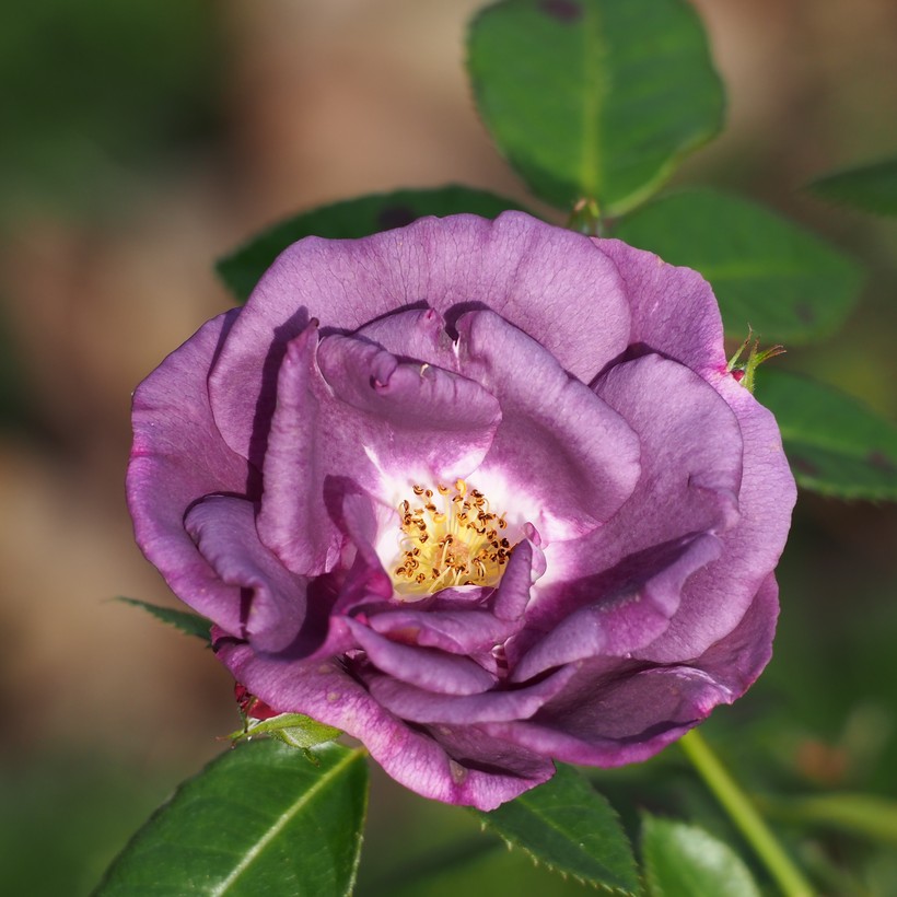 Rhapsody in Blue