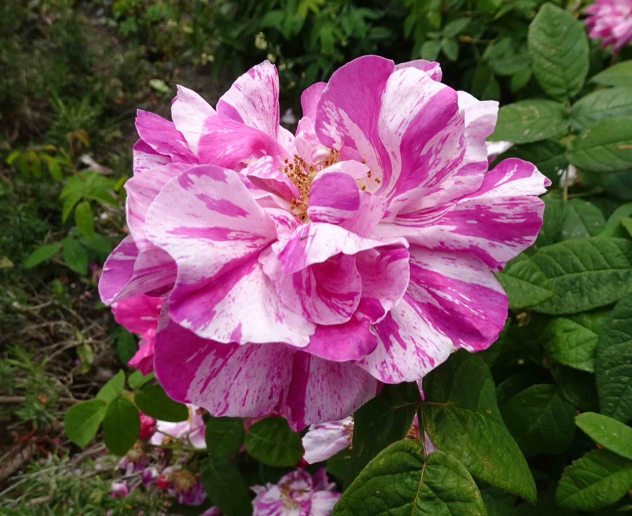 Rosa Mundi