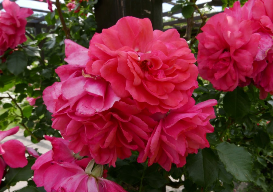 Rosarium Uetersen