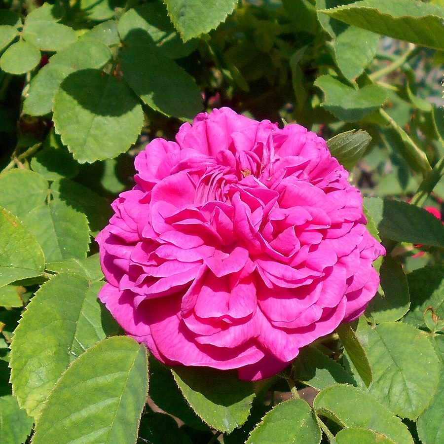 Rose de Rescht / Роз де Решт