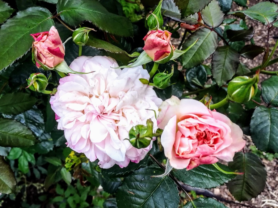 Rose de Tolbiac