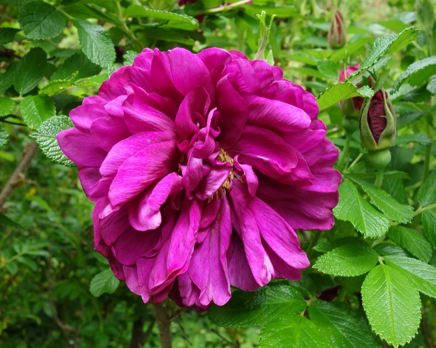 Roseraie de l'Haÿ
