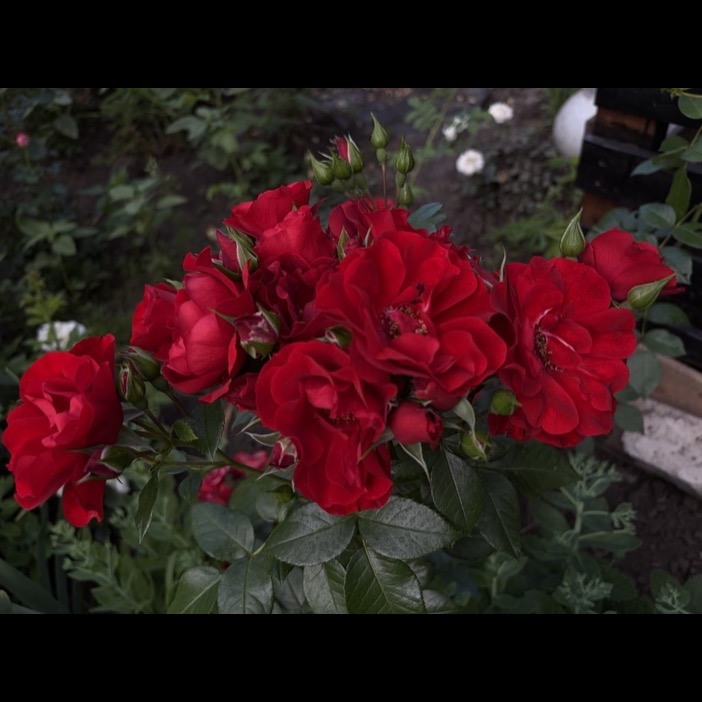 Roter Korsar