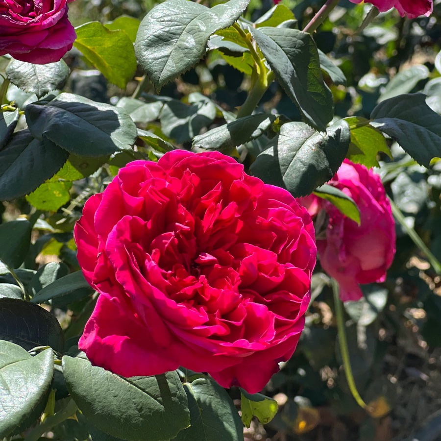 Rouge Royale / Руж Рояль