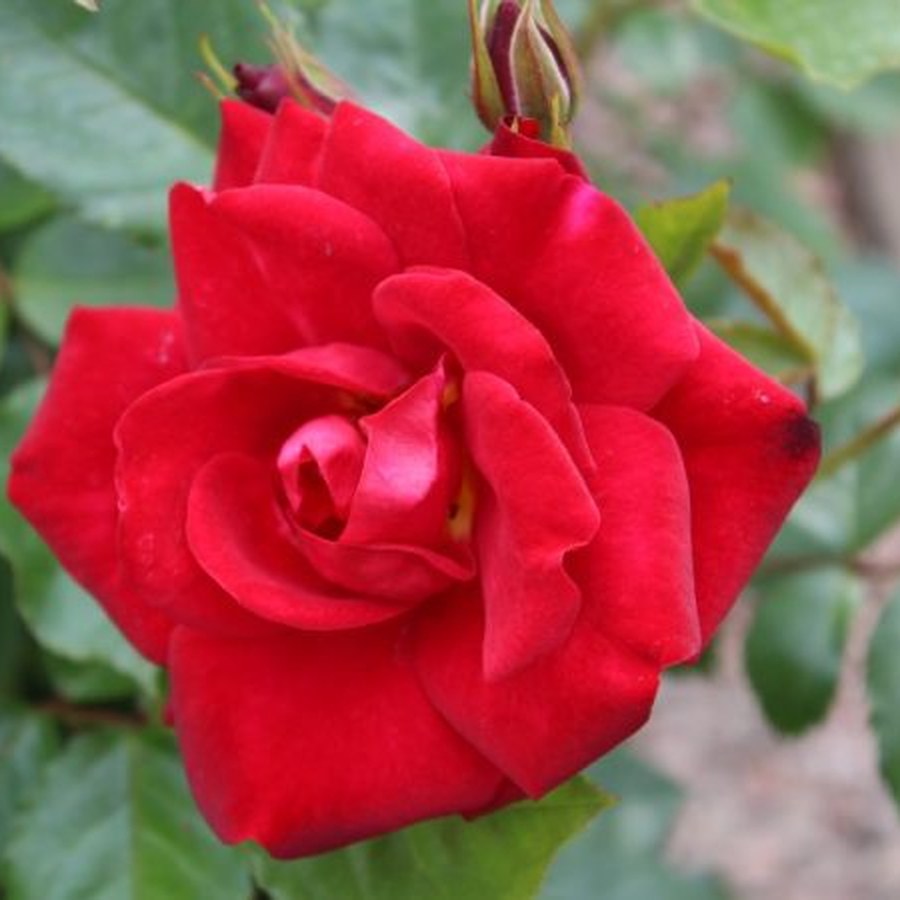 Ruby Anniversary / Рубі Анніверсарі