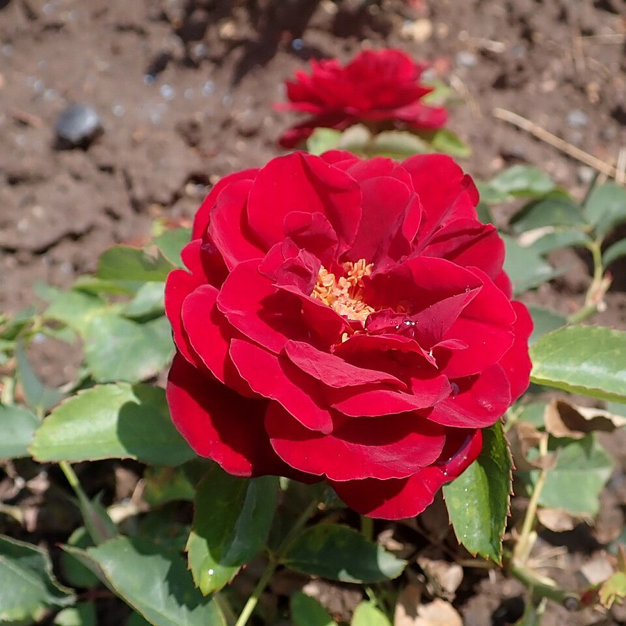 Ruby Celebration / Рубі Селебрейшн
