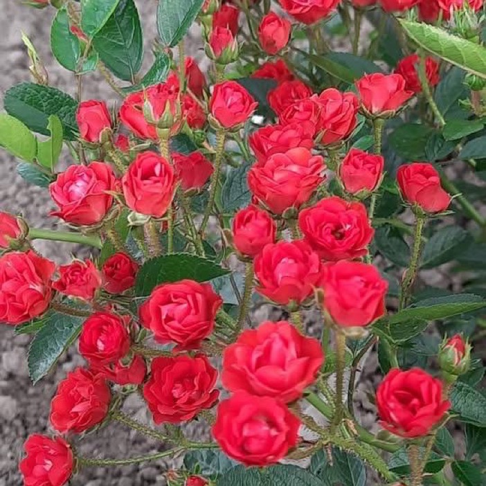 Scarlet Meidiland