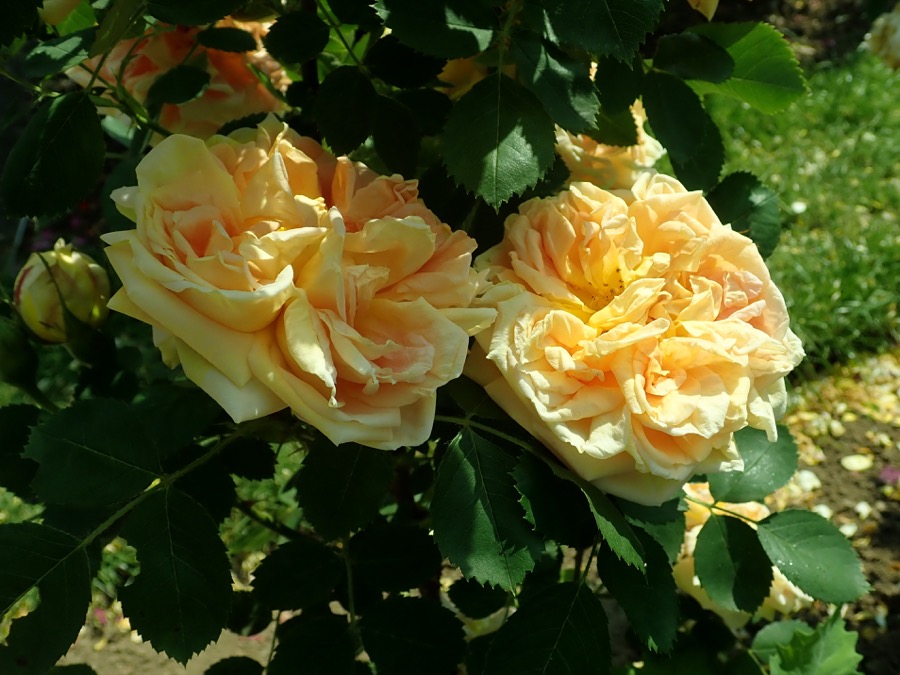 Soleil d'Or