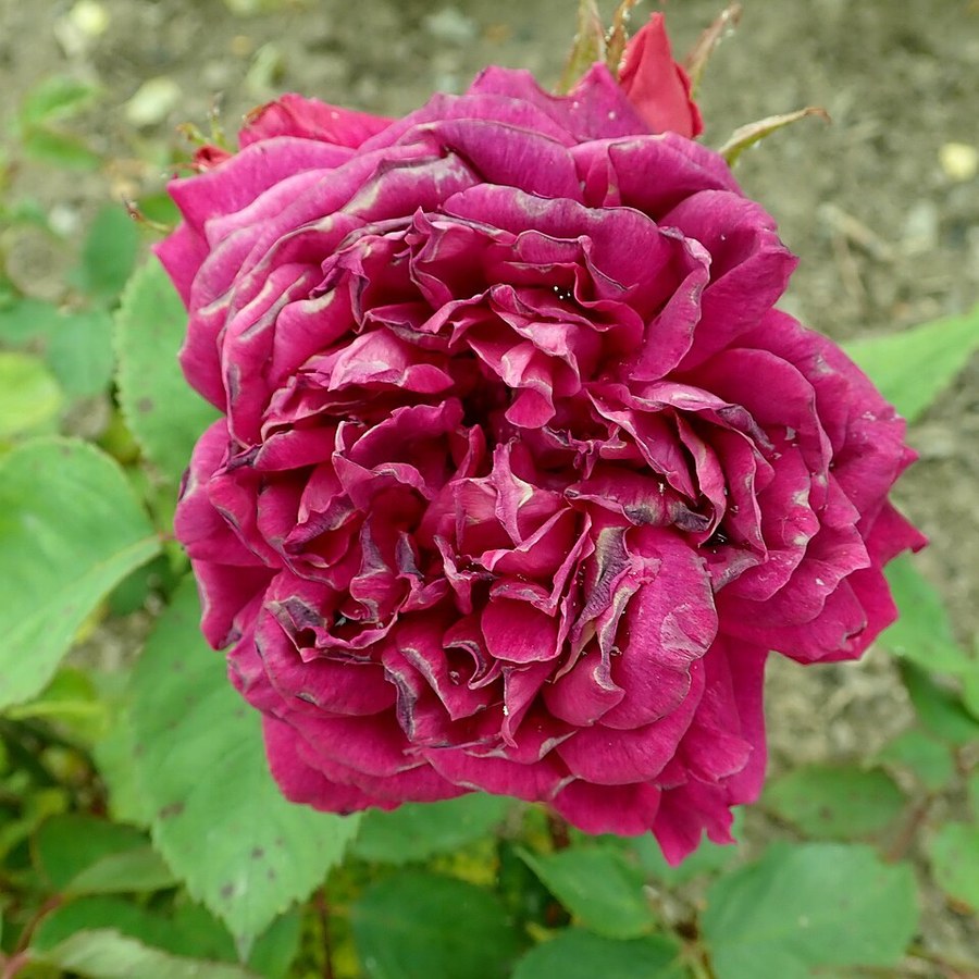 Souvenir d'Alphonse Lavallée