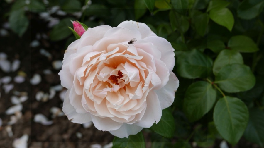The Generous Gardener