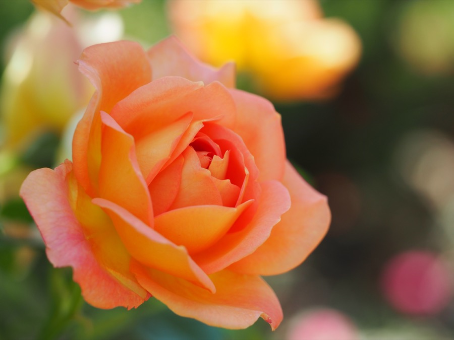 The Lady of Shalott