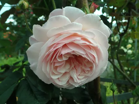 A Shropshire Lad